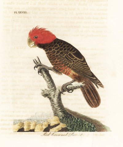 Banda kakadu, Callocephalon fimbriatum (vörös koronás papagáj, Psittacus galeatus). Kézi színű rézlemez, amelyet John Latham rajzolt és metszett a madarak általános története című művéből, Winchester alkotó: John Latham