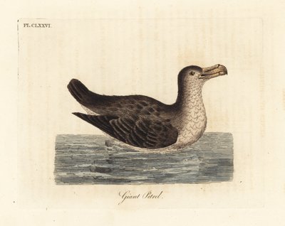 Óriássárga, Macronectes giganteus (Precellaria gigantea néven, Procellaria gigantea hibája). Kézi színű rézlemez, amelyet John Latham rajzolt és vésett a madarak általános története című művéből, Winchester alkotó: John Latham
