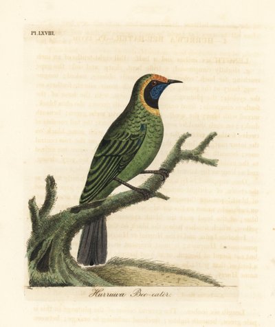 Aranyhomlokú levélmadár, Chloropsis aurifrons. (Hurruwa gyurgyalag, India.) John Latham által rajzolt és metszett, kézzel festett rézlemez, A madarak általános története című művéből, Winchester alkotó: John Latham