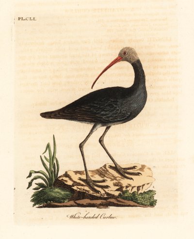 Hadada vagy hadeda ibis, Bostrychia hagedash? (Fehérfejű göndör, Numenius leucocephalus.) John Latham által rajzolt és metszett kézi színű rézkarc, Winchesterben, A madarak általános története című művéből. alkotó: John Latham