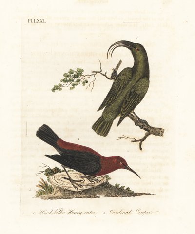 Kisebb akialoa, Hemignathus obscurus (kihalt) és kardinális myzomela, Myzomela cardinalis. (Korgos csőrű zöld mézevő, Certhia obscura, őshonos Hawaii, és bíboros mézevő, Certhia cardinalis, őshonos Tanna, Vanuatu.) Kézi színű rézlemez alkotó: John Latham