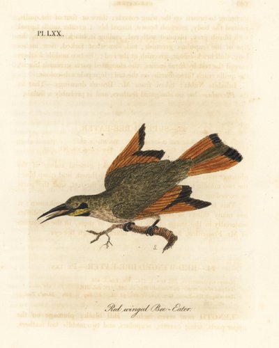 Kis gyurgyalag, Merops pusillus (Vörös szárnyú gyurgyalag, Merops erythropterus). Afrika. Kézi színű rézlemez, amelyet John Latham rajzolt és metszett a madarak általános története című művéből, Winchester alkotó: John Latham