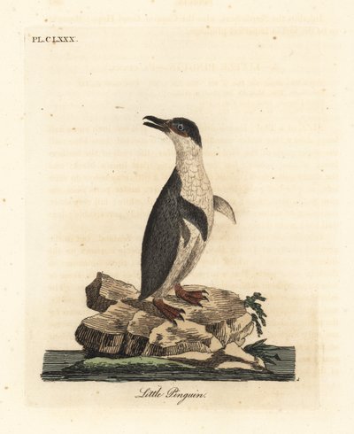 Kis pingvin, Eudyptula minor, vagy fehér békalábú pingvin, Eudyptula minor albosignata (Aptenodytes minor). Kézi színű rézlemez, amelyet John Latham rajzolt és vésett a madarak általános története című művéből, Winchester alkotó: John Latham