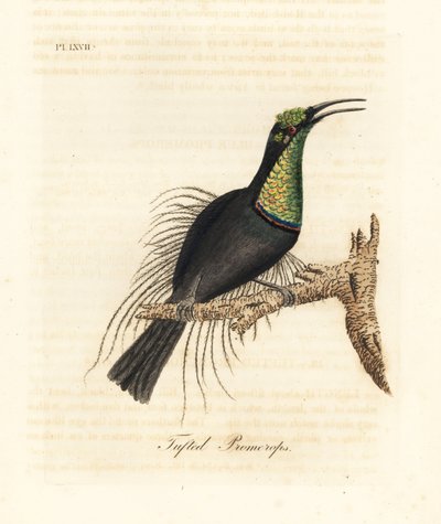 Pompás puskamadár, Ptiloris magnificus (bojtos promerops). A Bullock Múzeumban található példányból készült. Kézi színű rézlemez, amelyet John Latham rajzolt és metszett a madarak általános története című művéből, Winchester alkotó: John Latham