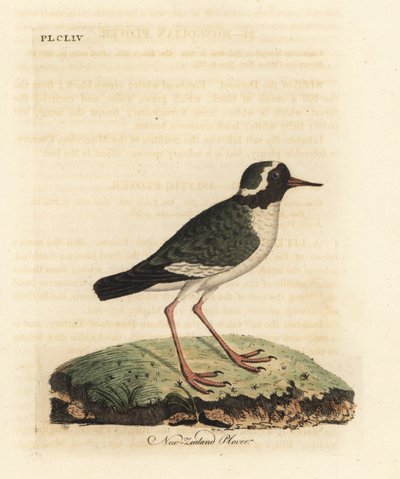 Új-zélandi lile, Charadrius obscure (Charadrius novae Zealandiae). Veszélyeztetett. Kézi színű rézlemez, amelyet John Latham rajzolt és metszett a madarak általános története című művéből, Winchester alkotó: John Latham
