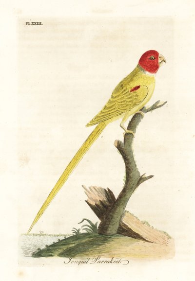 Olíva vállú papagáj vagy nárcisz papagáj, Aprosmictus nárcisz (Daffodil parrakeet, Psittacus narcissus). Kézi színű rézlemez, amelyet John Latham rajzolt és vésett a madarak általános története című művéből, Winchester alkotó: John Latham