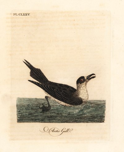 Parazita jáger, sarkvidéki skua vagy parazita skua, Stercorarius parasiticus (sarki sirály, Larus parasiticus). Kézi színű rézlemez, amelyet John Latham rajzolt és metszett a madarak általános története című művéből, Winchester alkotó: John Latham