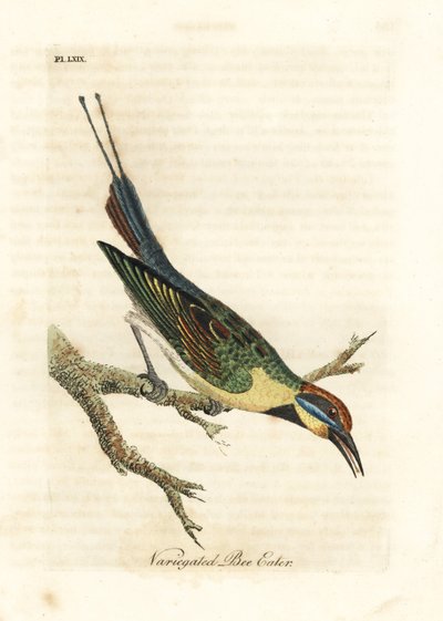 Szivárványos gyurgyalag, Merops ornatus (Tarka gyurgyalag). Ausztrália. Kézi színű rézlemez, amelyet John Latham rajzolt és vésett a madarak általános története című művéből, Winchester alkotó: John Latham