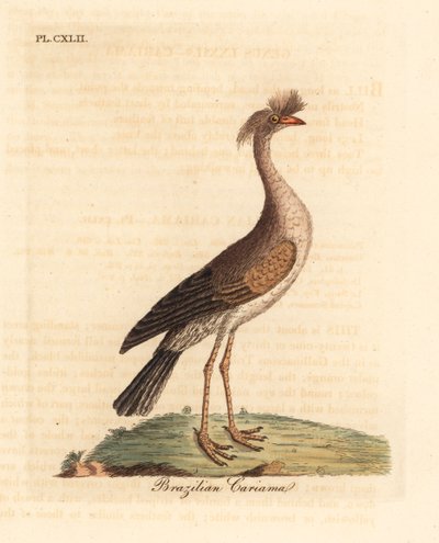 Vöröslábú seriema vagy tarajos cariama, Cariama cristata (brazil cariama, Palamedea cristata). Kézi színű rézlemez, amelyet John Latham rajzolt és vésett a madarak általános története című művéből, Winchester alkotó: John Latham