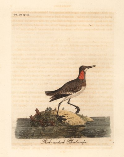 Vörösnyakú phalarope, Phalaropus lobatus (Phalaropus hyperboreus). Kézi színű rézlemez, amelyet John Latham rajzolt és vésett a madarak általános története című művéből, Winchester alkotó: John Latham