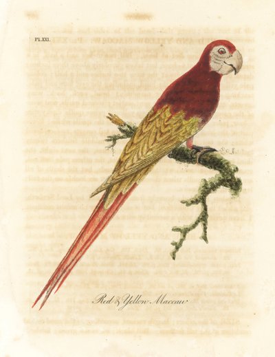 Skarlát ara, Ara macao (vörös és sárga ara, Macrocercus aracanga). Kézi színű rézlemez, amelyet John Latham rajzolt és metszett a madarak általános története című művéből, Winchester alkotó: John Latham