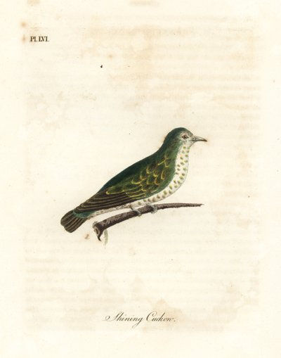 Ragyogó bronzkakukk, Chrysococcyx lucidus (Ragyogó kakukk, Cuculus lucidus). Kézi színű rézlemez, amelyet John Latham rajzolt és metszett a madarak általános története című művéből, Winchester alkotó: John Latham