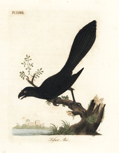 Simacsőrű ani vagy kisebb ani, Crotophaga ani. Kézi színű rézlemez, amelyet John Latham rajzolt és metszett a madarak általános története című művéből, Winchester alkotó: John Latham