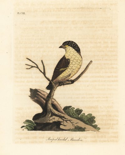 Csíkos pardalote, Pardalotus striatus (Csíkos fejű manakin, Pipra striata). Kézi színű rézlemez, amelyet John Latham rajzolt és metszett a madarak általános története című művéből, Winchester alkotó: John Latham