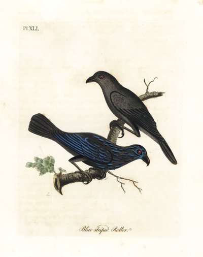Csíkos seregély, Aplonis striata (Kékcsíkos henger, Coracias striata). Kézi színű rézlemez, amelyet John Latham rajzolt és vésett a madarak általános története című művéből, Winchester alkotó: John Latham