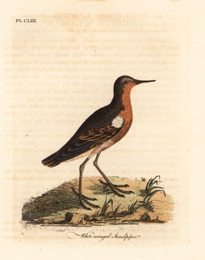 Tahiti homokrózsa, Prosobonia leucoptera. Kihalt. (Fehérszárnyú homokcsőr, Tringa leucoptera.) Kézi színű rézlemez, amelyet John Latham rajzolt és vésett a madarak általános története című művéből, Winchester alkotó: John Latham