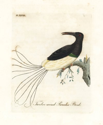Tizenkét vezetékes paradicsommadár, Seleucidis melanoleucus (Paradisea nigricans). Kézi színű rézlemez, amelyet John Latham rajzolt és metszett a madarak általános története című művéből, Winchester alkotó: John Latham