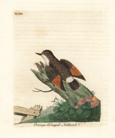 Változatos sittella, Daphoenositta chrysoptera (narancsszárnyú dióskanna, Sitta chrysoptera). Kézi színű rézlemez, amelyet John Latham rajzolt és metszett a madarak általános története című művéből, Winchester alkotó: John Latham
