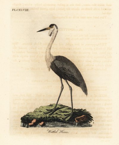 Bocskos koponya, Bugeranus carunculatus. Sebezhető. (A madarak általános története, Ardea carunculata.) John Latham által rajzolt és metszett, kézzel festett rézlemez A madarak általános története című művéből, Winchester alkotó: John Latham