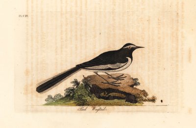 Fehér szemöldökű béklyó arany széles lábú béklyó, Motacilla maderaspatensis. (India lábcsókja). Kézi színű rézlemez, amelyet John Latham rajzolt és metszett a madarak általános története című művéből, Winchester alkotó: John Latham