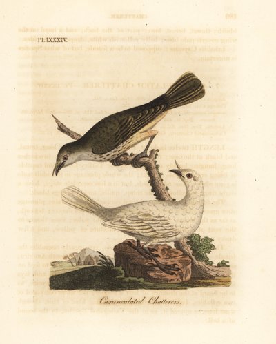 Fehér harangmadár, Procnias albus, hím és nőstény (Carunculated fecsegő, Ampelis carunculata). Kézi színű rézlemez, amelyet John Latham rajzolt és metszett a madarak általános története című művéből, Winchester alkotó: John Latham