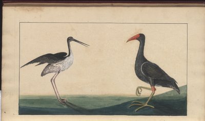 Egy oldal a „Jamaica eleganciája” V. kötetéből alkotó: John Lindsay