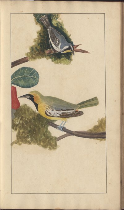 Egy oldal a „Jamaica eleganciája” V. kötetéből alkotó: John Lindsay