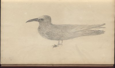 Egy oldal a „Jamaica eleganciáiból”, V. kötet, 3 alkotó: John Lindsay