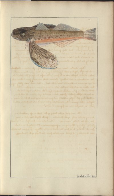Lindsay Drawings Vol. VII alkotó: John Lindsay