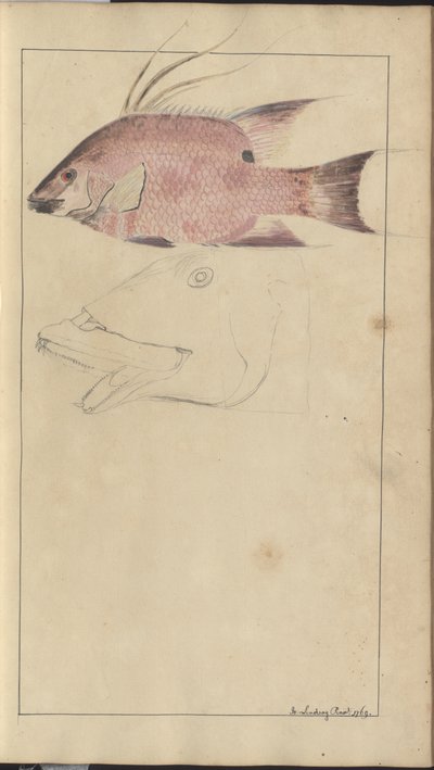 Lindsay Drawings Vol. VII alkotó: John Lindsay