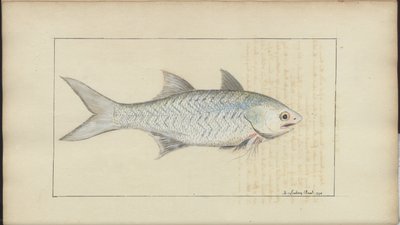 Lindsay Drawings Vol. VII alkotó: John Lindsay