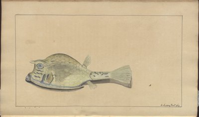 Lindsay Drawings Vol. VII, 25 alkotó: John Lindsay