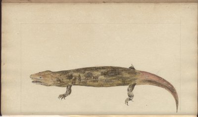 Lindsay Drawings Vol. VI alkotó: John Lindsay