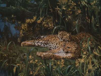 Indiai leopárdok, 19. század vége – 20. század eleje, 1930 körül. alkotó: John Macallan Swan