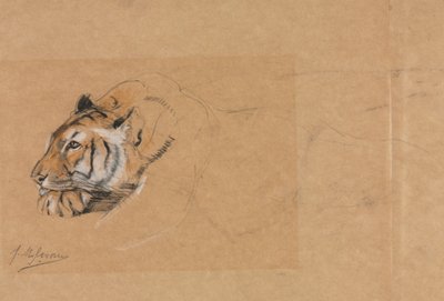 Tigris. alkotó: John Macallan Swan