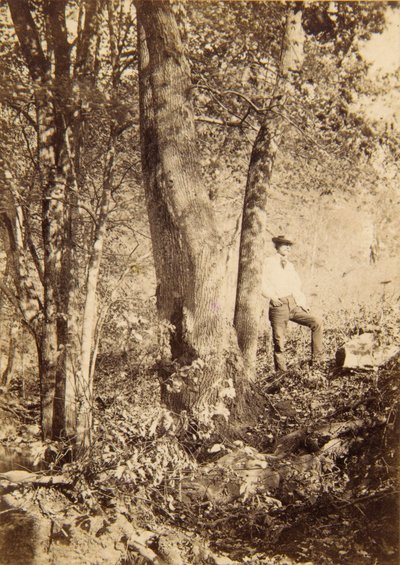 Tacony Creek, Magnolia Poplar alkotó: John Moran