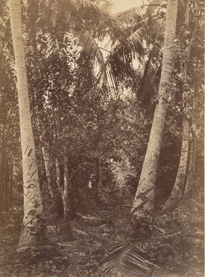 Trópusi táj, erdő a Turbo közelében, 1871. alkotó: John Moran