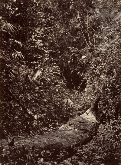 Trópusi táj, trópusi erdő, 1871. alkotó: John Moran