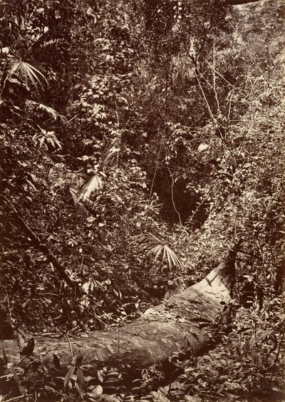 Trópusi táj, trópusi erdő, 1871. alkotó: John Moran