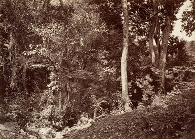 Trópusi táj, kilátás Chipigana közelében, 1871. alkotó: John Moran