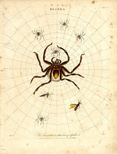 ARANEA: A Fasciata vagy a barbár pók alkotó: John Pass
