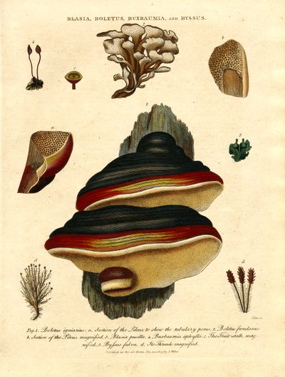 Blasia;Boletus;Buxbaumia;és Byssus alkotó: John Pass