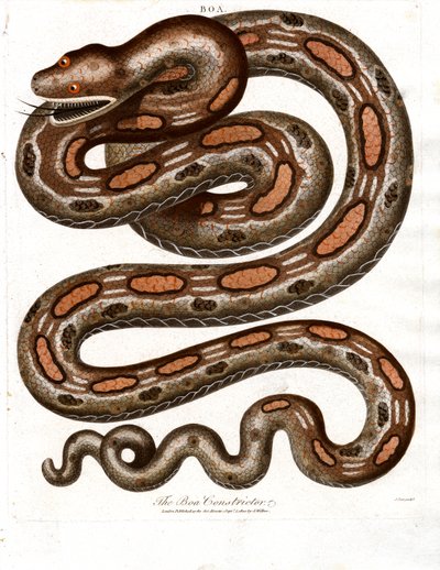 Boa Constrictor alkotó: John Pass