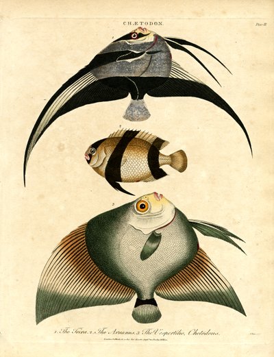 Pillangóhal: Freira;Acuauna és Vespertilio alkotó: John Pass