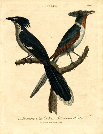 Cape és Coromandel kakukk alkotó: John Pass
