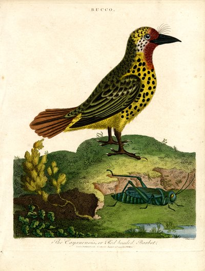 Cayenne-Bartvogel (Bucco) von John Pass