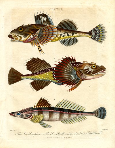 Cottus - Sculpins és tengeri skorpiók alkotó: John Pass