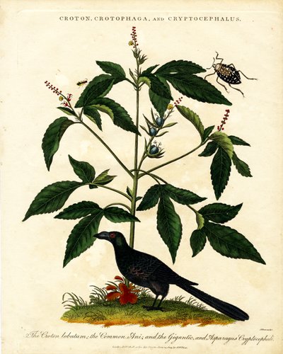 Croton;Crotophaga;és Cryptocephalus alkotó: John Pass