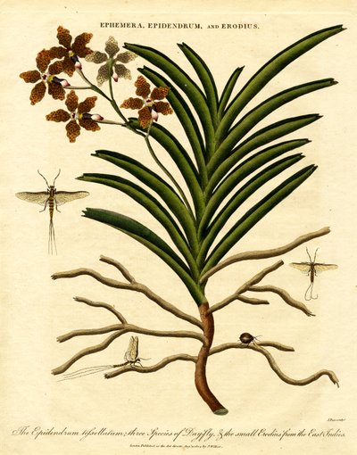 Epidendrum;Ephemera;és Erodius alkotó: John Pass