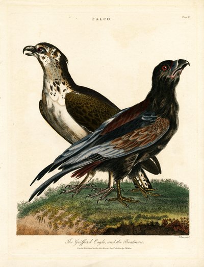 Griffard Sas és a csónakos alkotó: John Pass